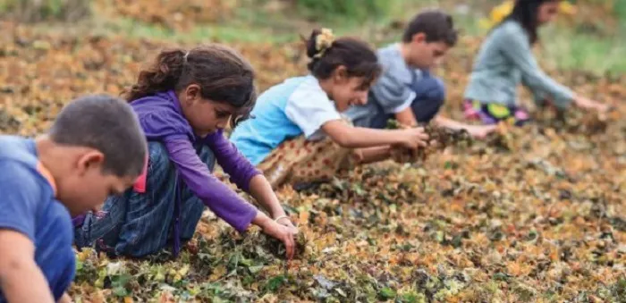 2023 Yılında Çocukların %22,1’i İşgücüne Dahil Oldu